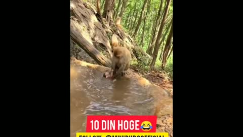 very nice monkey funny video