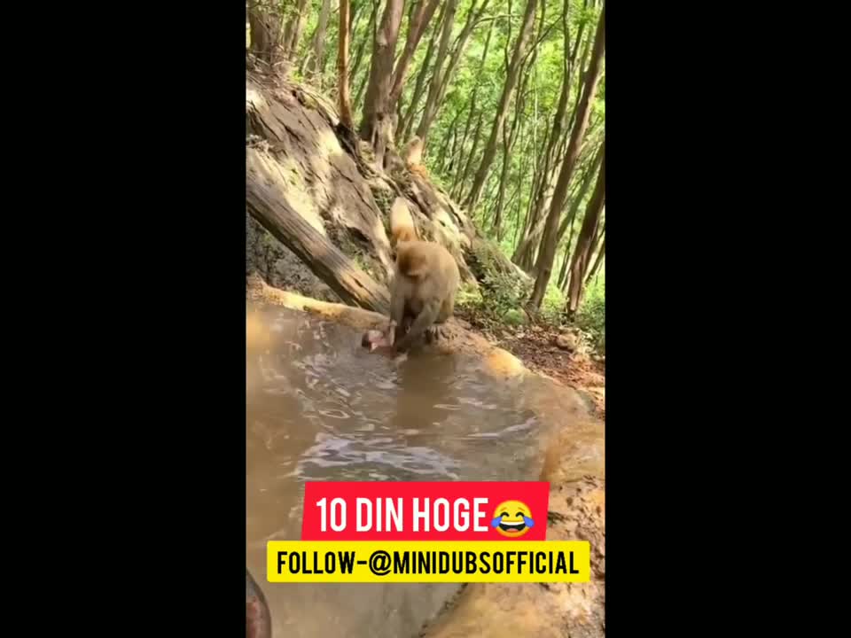 very nice monkey funny video