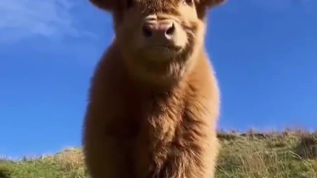 Naughty Dallas