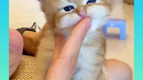 Cute and Funny Cat Videos Compilation