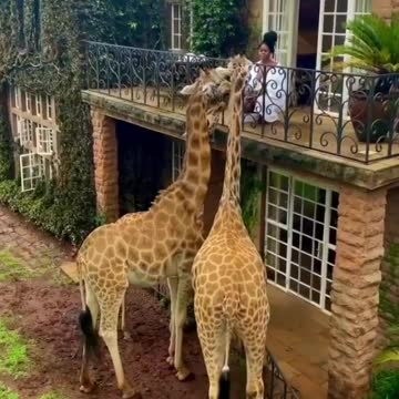 Eat breakfast with giraffe in kenya