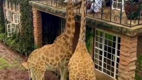 Eat breakfast with giraffe in kenya