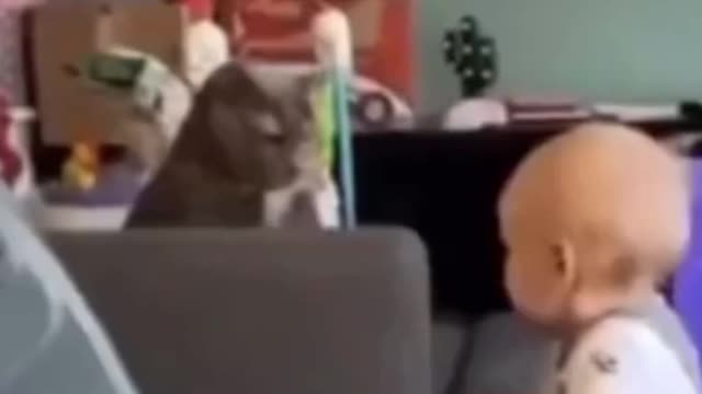 funny cute cat