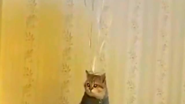 Cat flying in sky with bubble