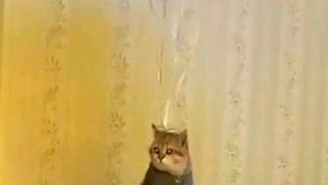 Cat flying in sky with bubble