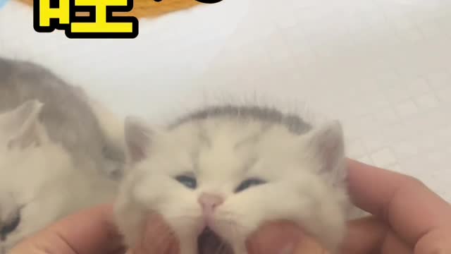 Cute kitty purring