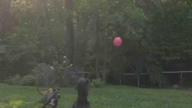 flying dog in the park