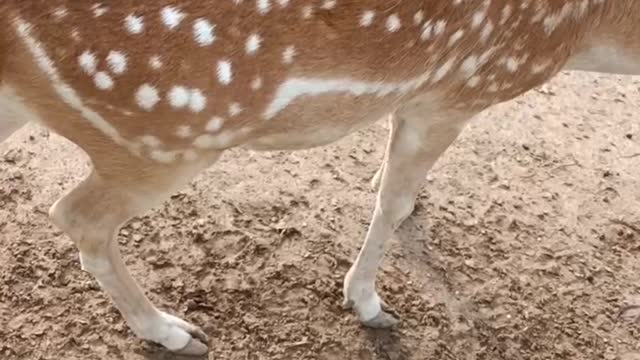 Sika deer