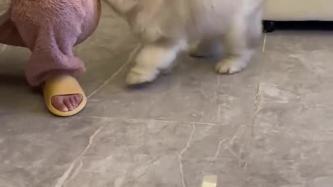 Oh no, Puppy attack!