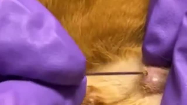 Giant blackhead on poor cat's head