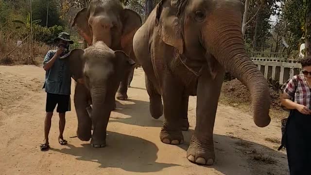 Women giving food to Elephants,