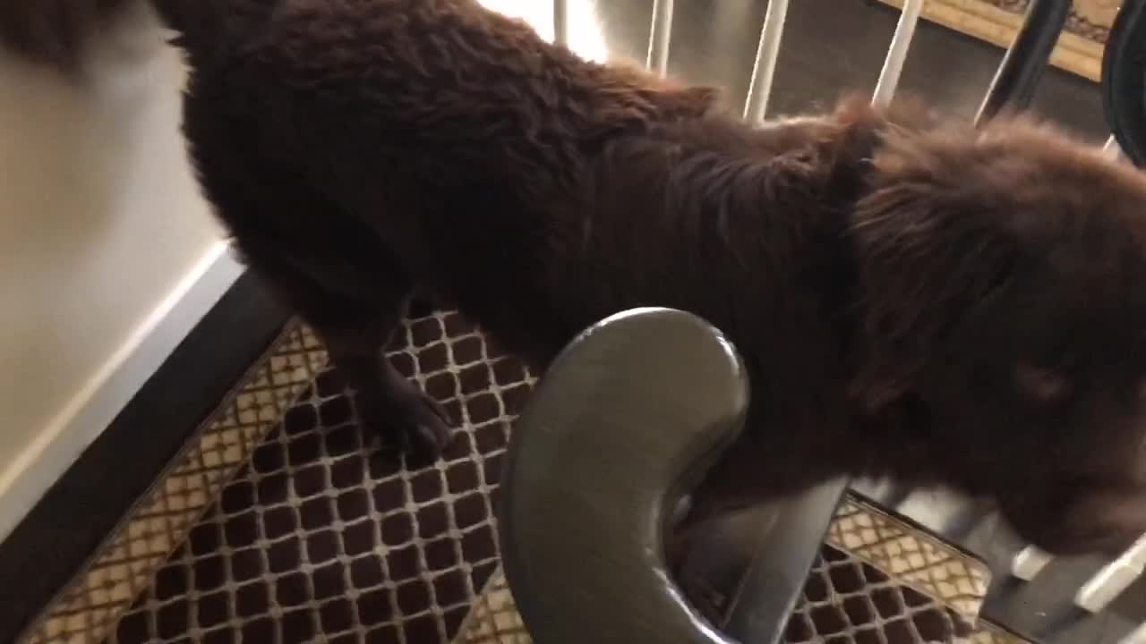 Newfoundland learns how to play hide-and-seek