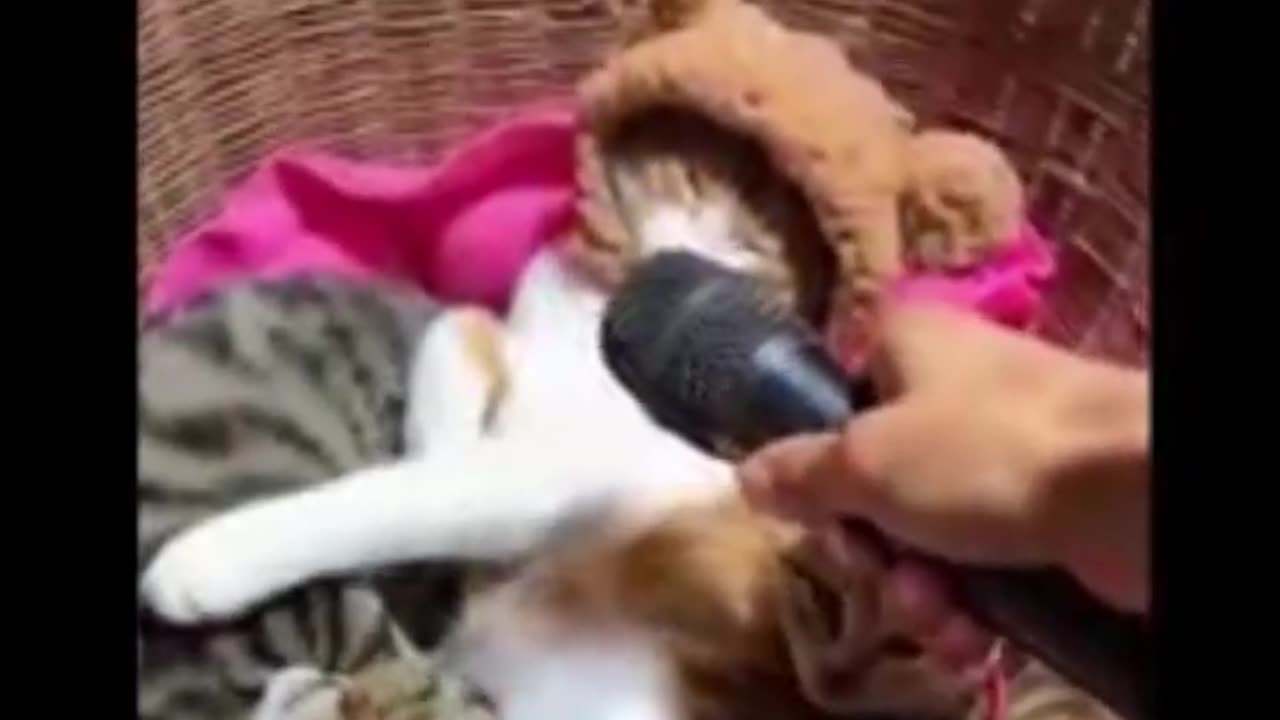 Cat and Dog funny video