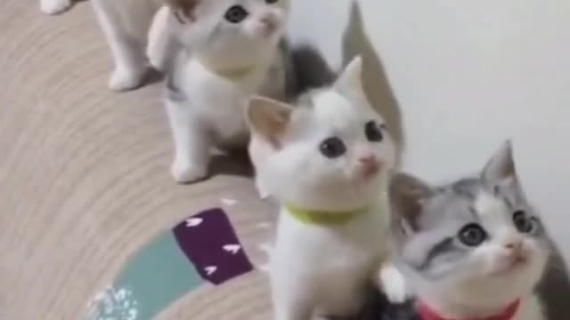 A large group of cute kittens