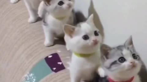 A large group of cute kittens