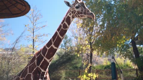 tilting shot of a giraffe at a zoo