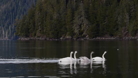 swans slowly floating in fresh water