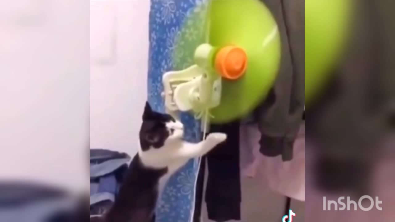 Crazy Funny Cats