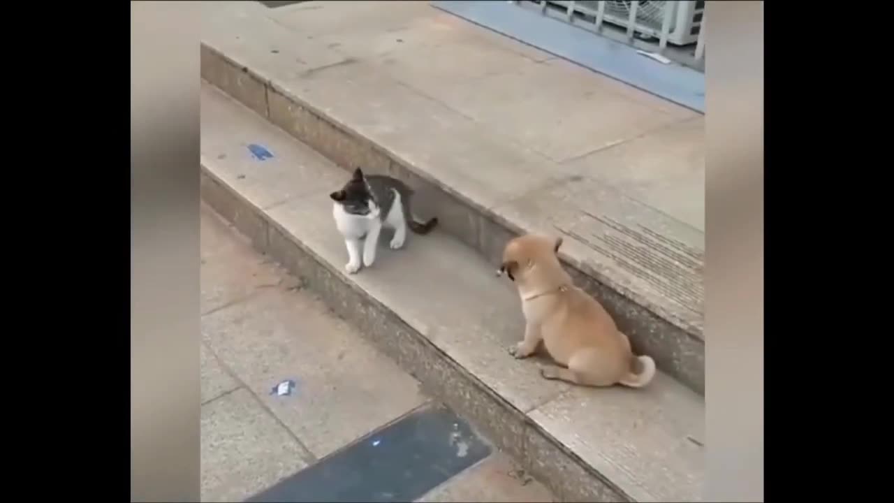 Best funny videos of cats and dogs of 2024!😂🤣- Funny animal videos #9