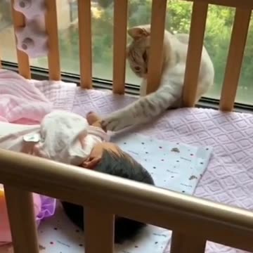 Cat disturbs sleeping Baby