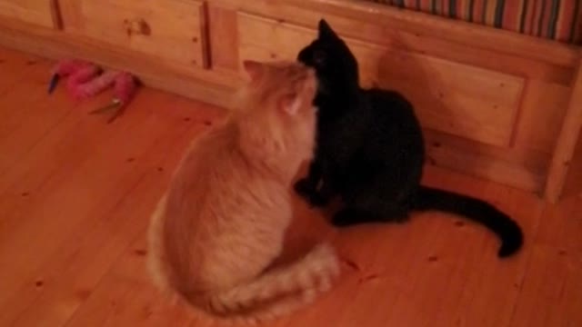 Orange cat licks black cat's head on wood floor