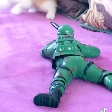 Pranking cat with fake shooting Toy tiktok funy video