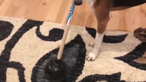 Blind Dog Uses Plunger As Walking Stick