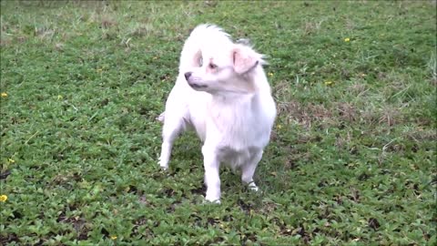 How Dog Reacts When Seeing Stranger 27 - Running, Barking? | Viral Dog