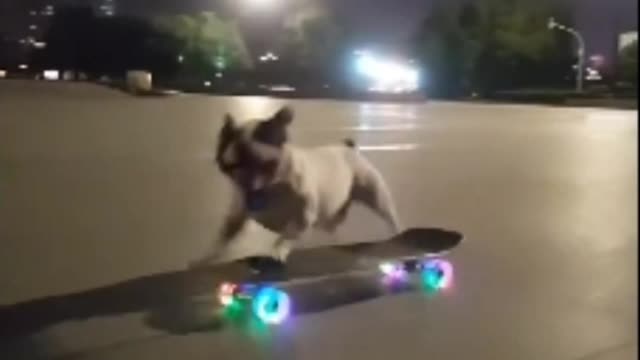hit your dog