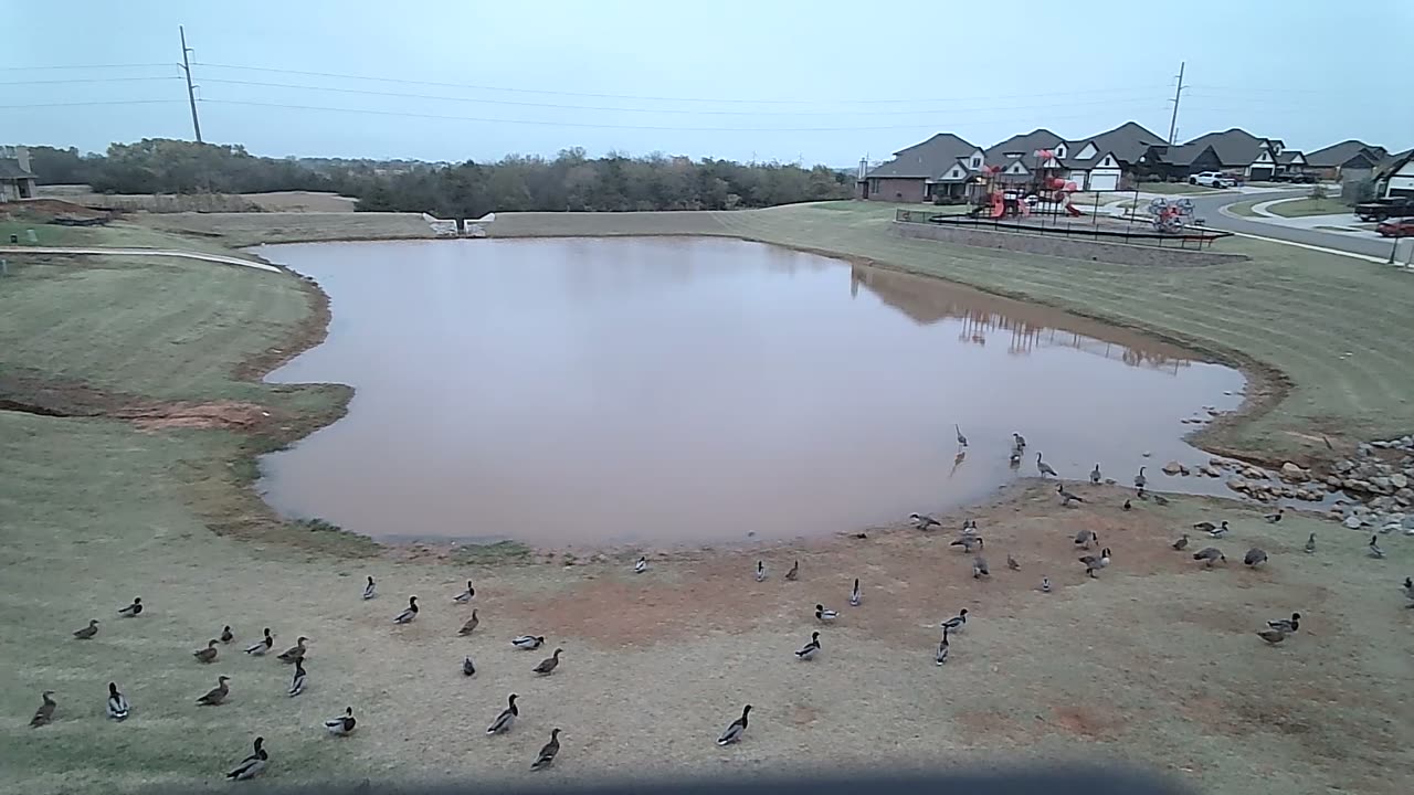 Overcast morning at the pond