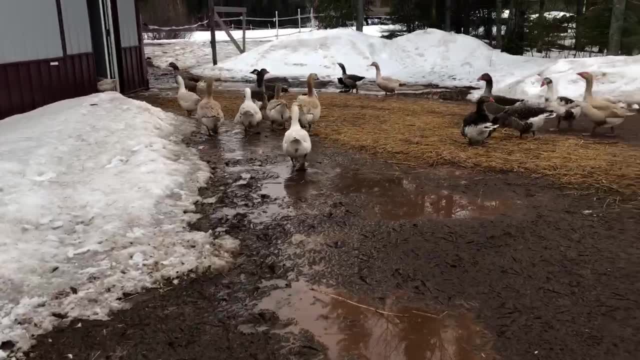 Time for the geese to head in for the night.