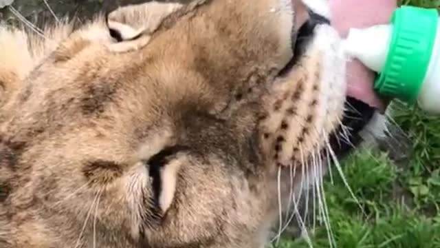 lion#cub#animallover