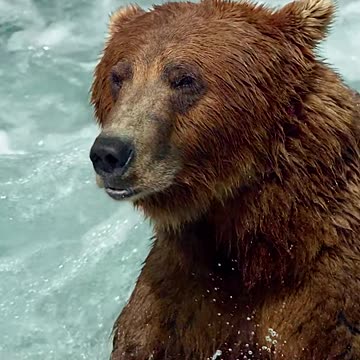 Amazing Animals World