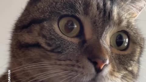 #cat
