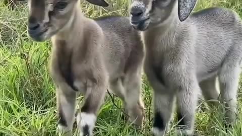 A very cute baby goats video | beautiful goats kids