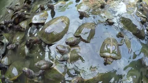 Group of Turtles Swimming in Pond. Close up