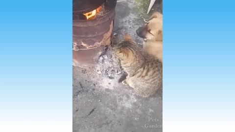 Compilação de Animais Bonitos e Animais Engraçados #113💗