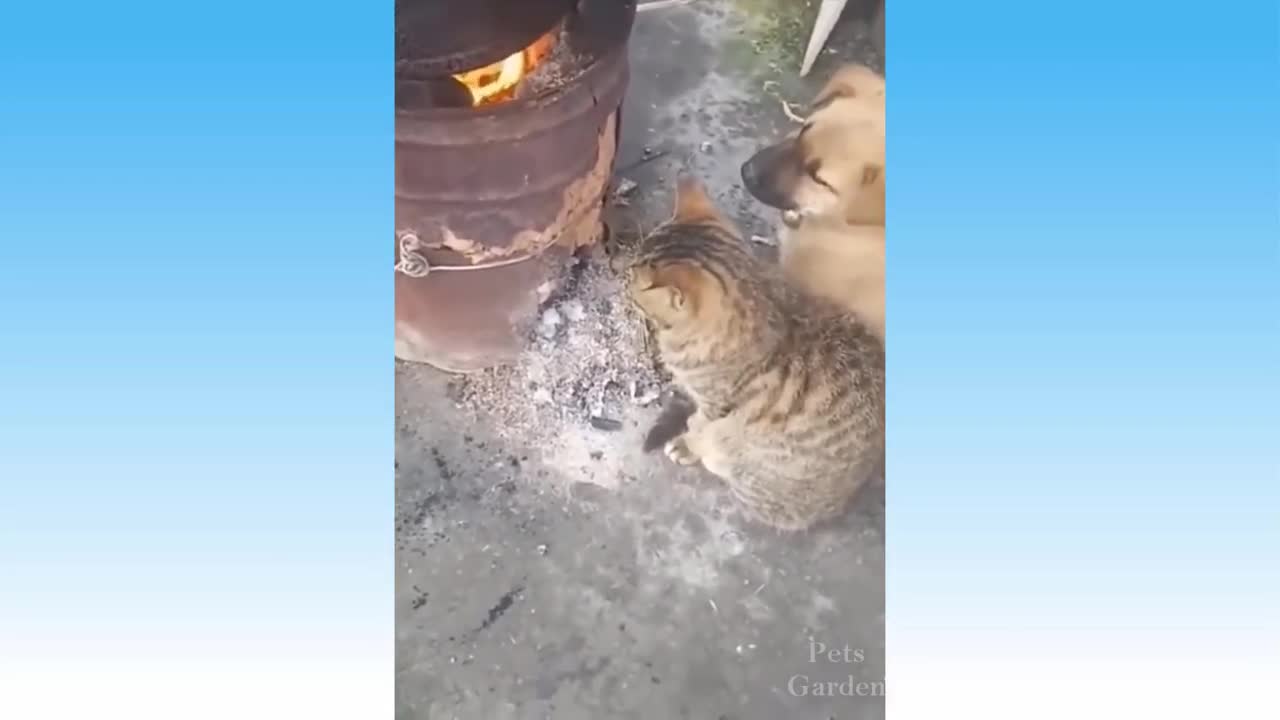 Compilação de Animais Bonitos e Animais Engraçados #113💗