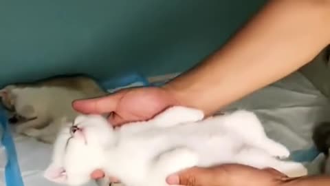 cat is so cute