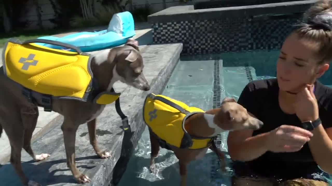 method of Teaching Dogs How To Swim