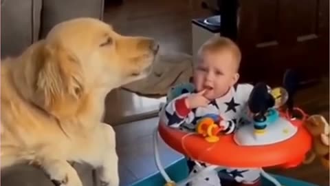 Funny animals Cat and kids all animal rumble and dog