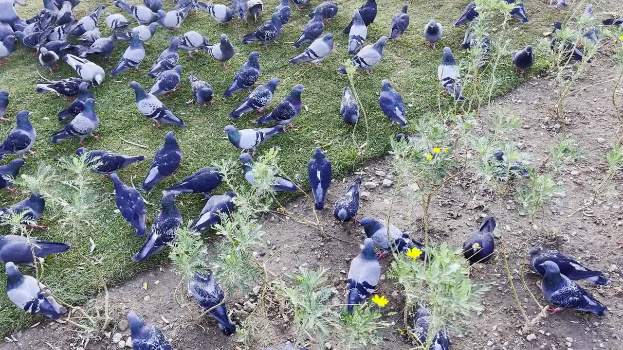 Animal Bird Pigeons On Ground