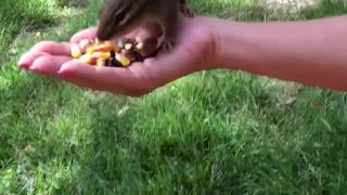 Hand Feeding a Chipmunk That Passes Out and Then Comes Back for a Kiss