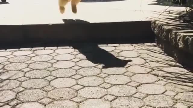 Puppy jumps high on steps