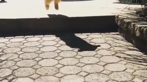 Puppy jumps high on steps