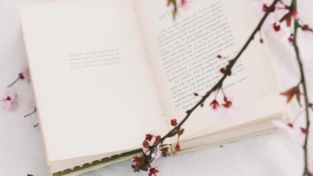 cherry-blossoms-and-a-book