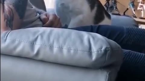 funny cat Baby cats