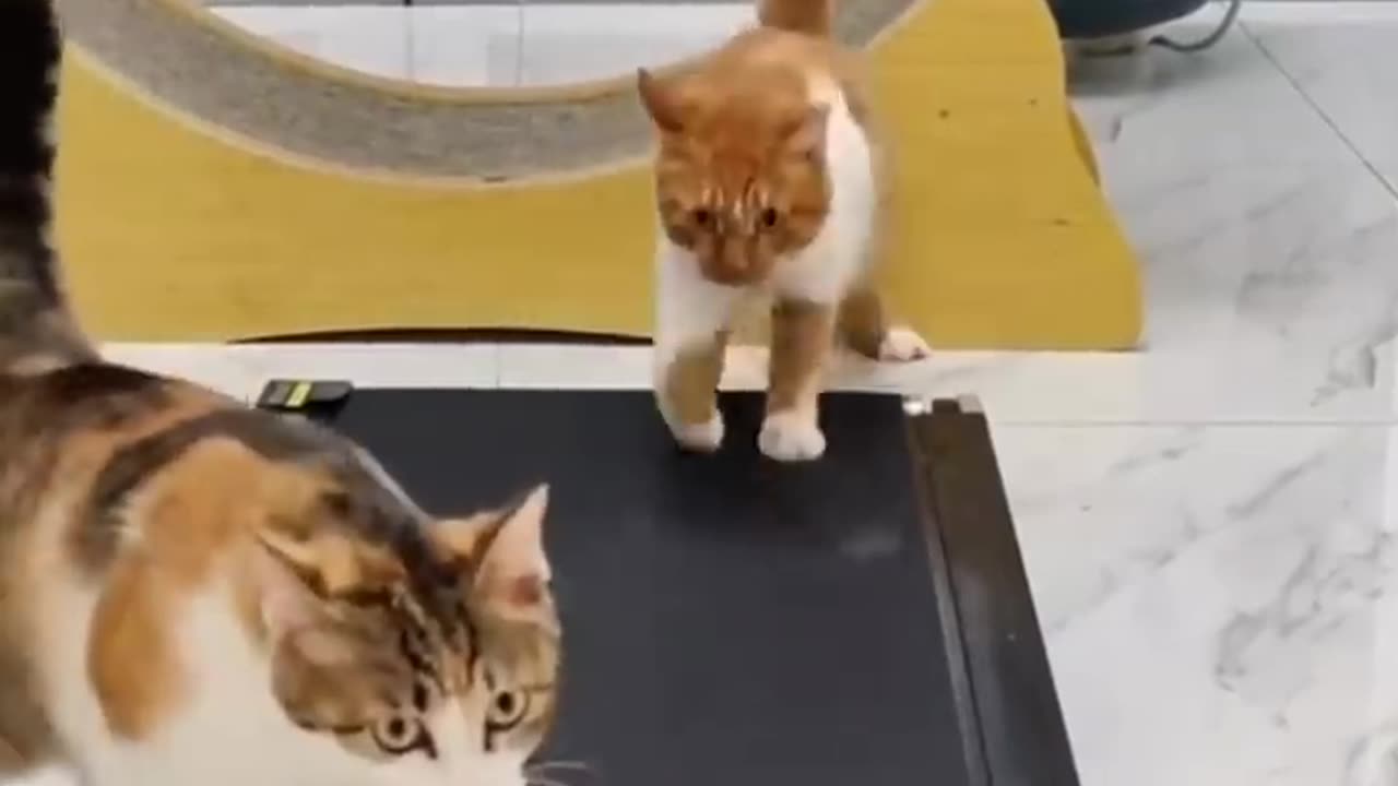 Funny cat and dog