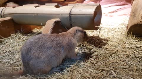 The cute prairie dog feeds and kisses.