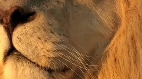 South africa forest lion